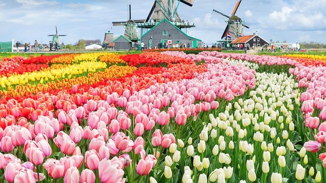 Вирощування тюльпанів з цибулин